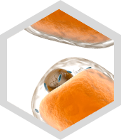 Dissolve Fat Deposits Graphic